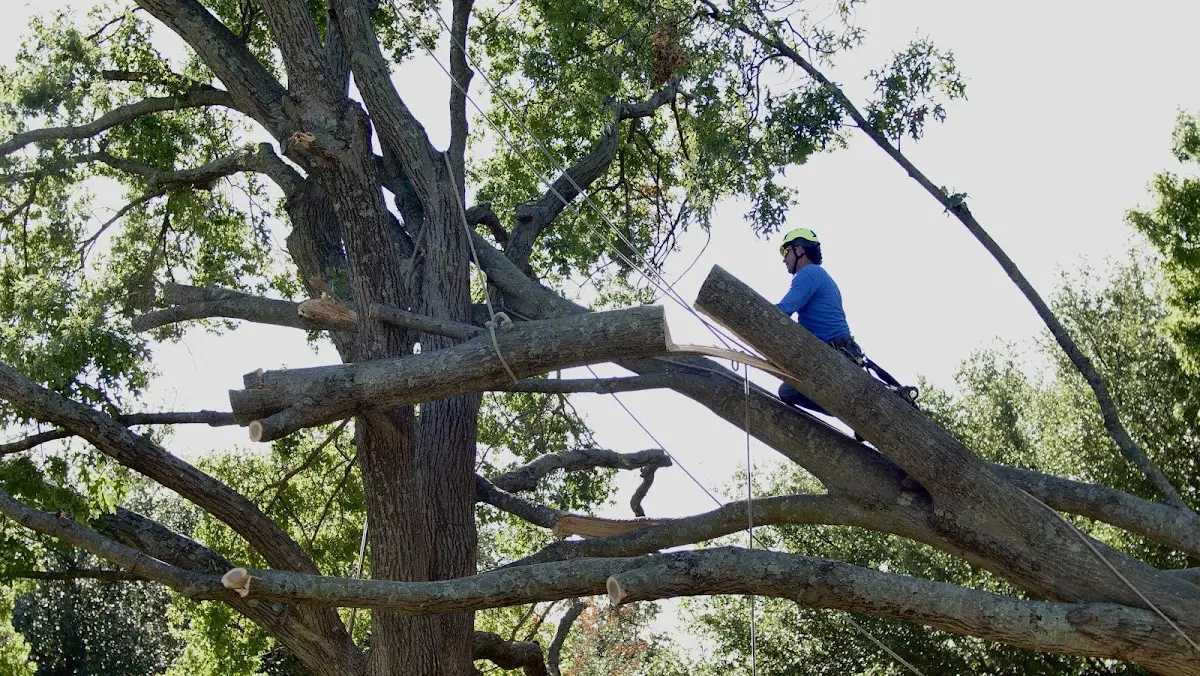 Professional Crown Thinning performed by certified arborists in Long Grove