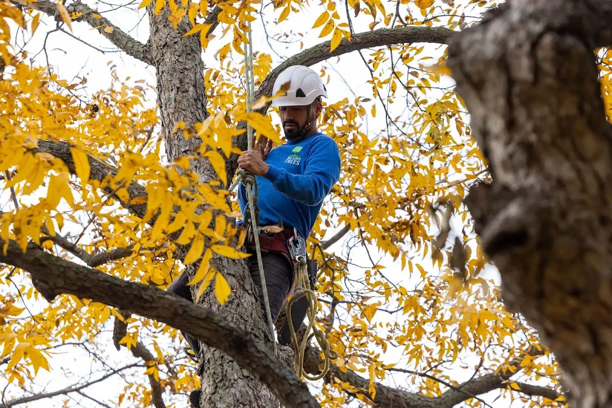 Skilled Tree Planting crew working in Long Grove