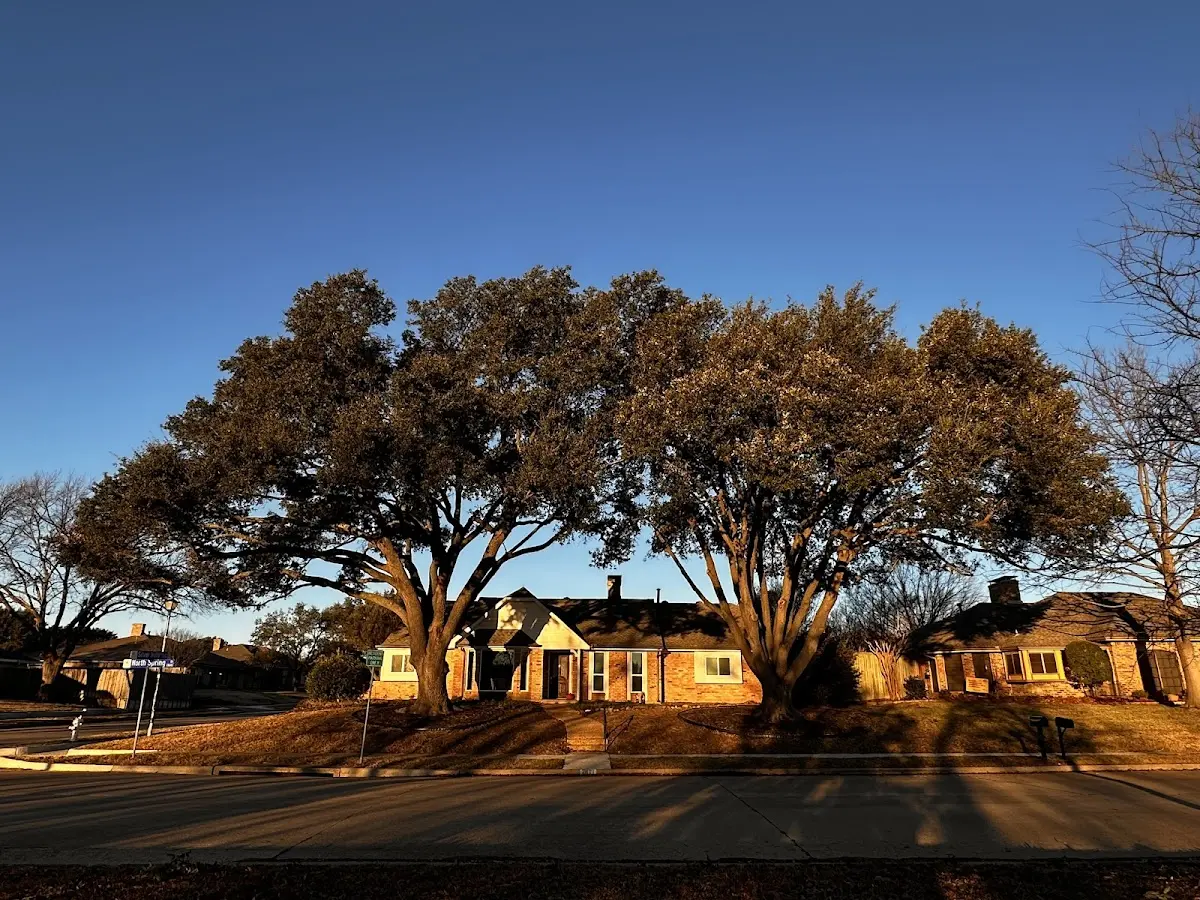 Established residential canopy tree shading a home in Long Grove
